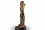 Fossil Hadrosaur (Edmontosaurus) Femur - Wyoming #379439-2